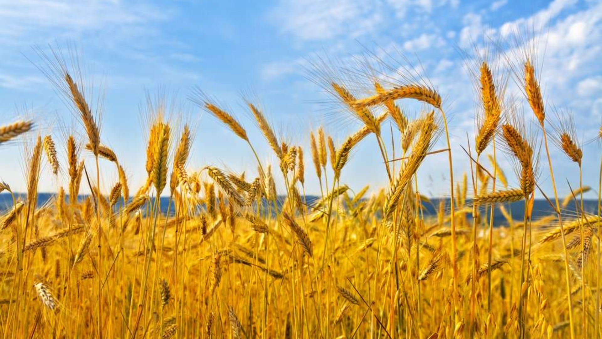 , FACIAS solicită Ministerului Agriculturii interzicerea substanţei glifosat, FACIAS